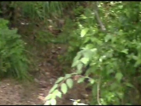 Царская охота