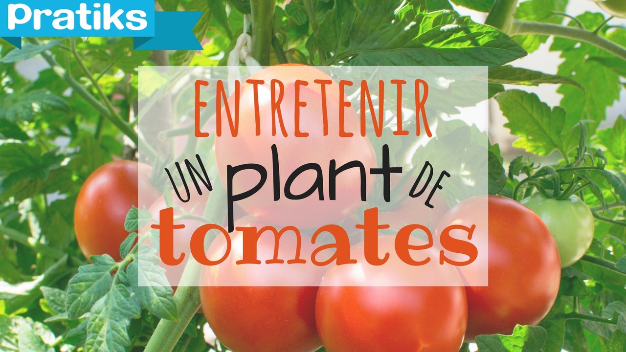 Comment entretenir son plant de tomates