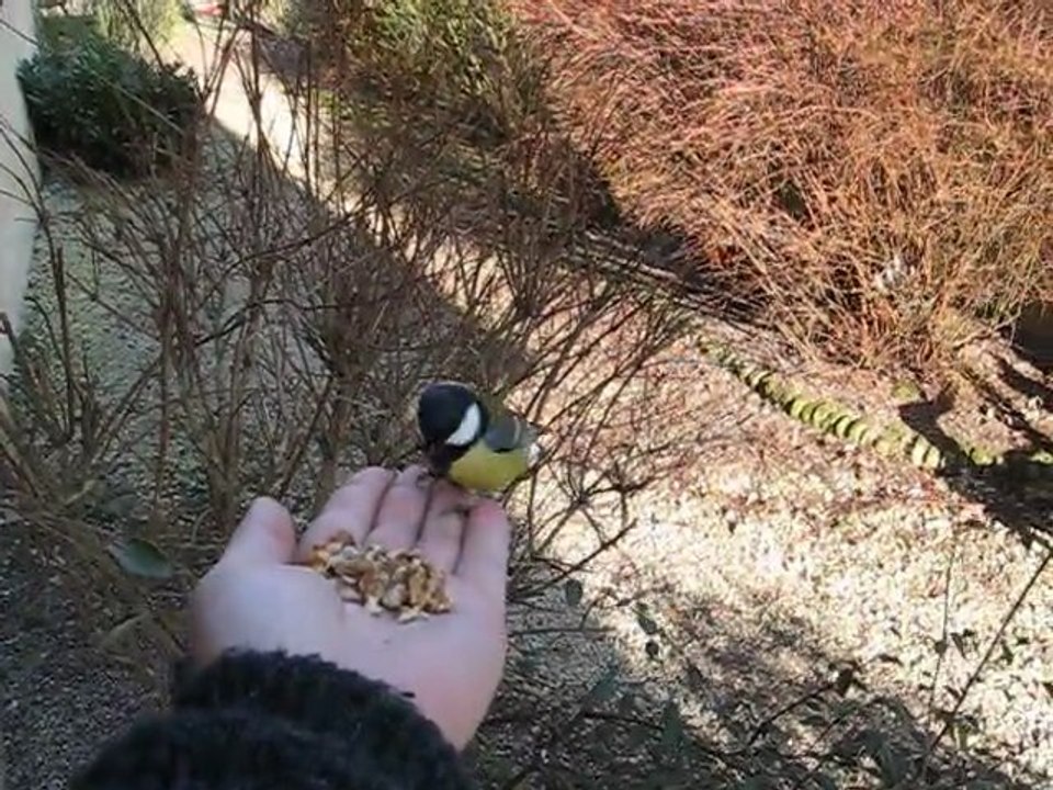 Mésange dans la main