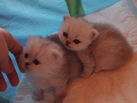 Chatons persans silver