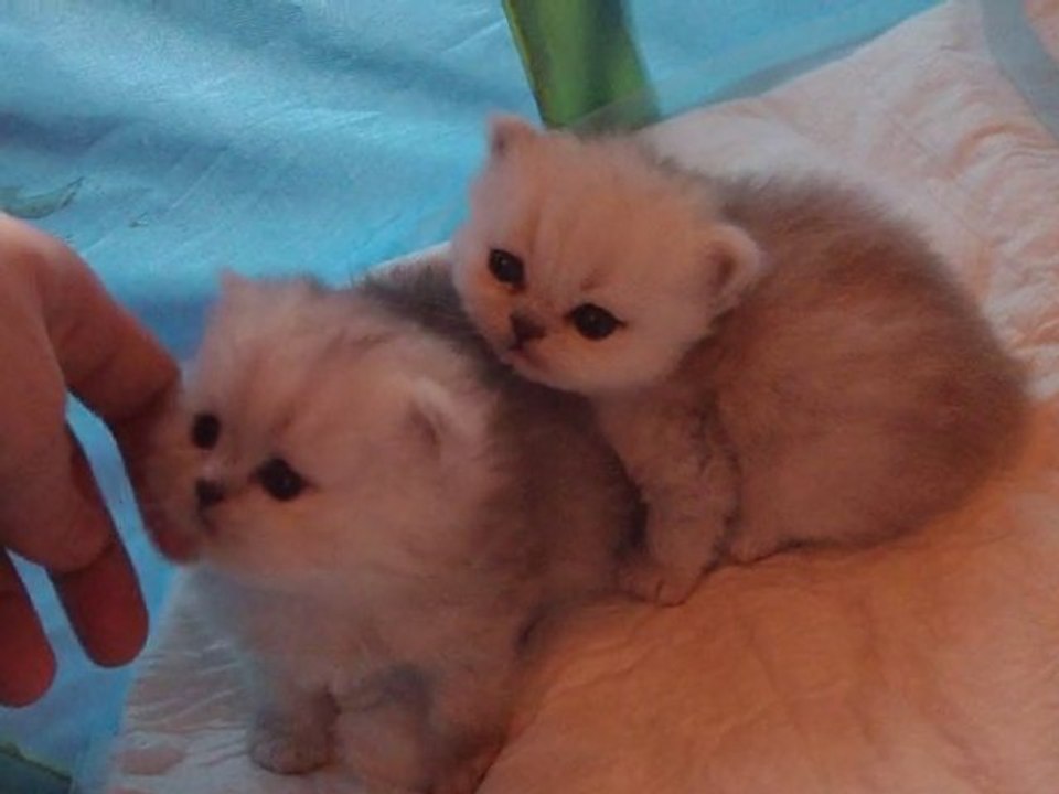 Chatons persans silver