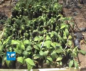 Préparation du comice agro-pastoral d'Ebolowa