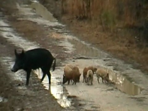 Boggy Hog Hunt at Cypress Creek Hunting Lodge
