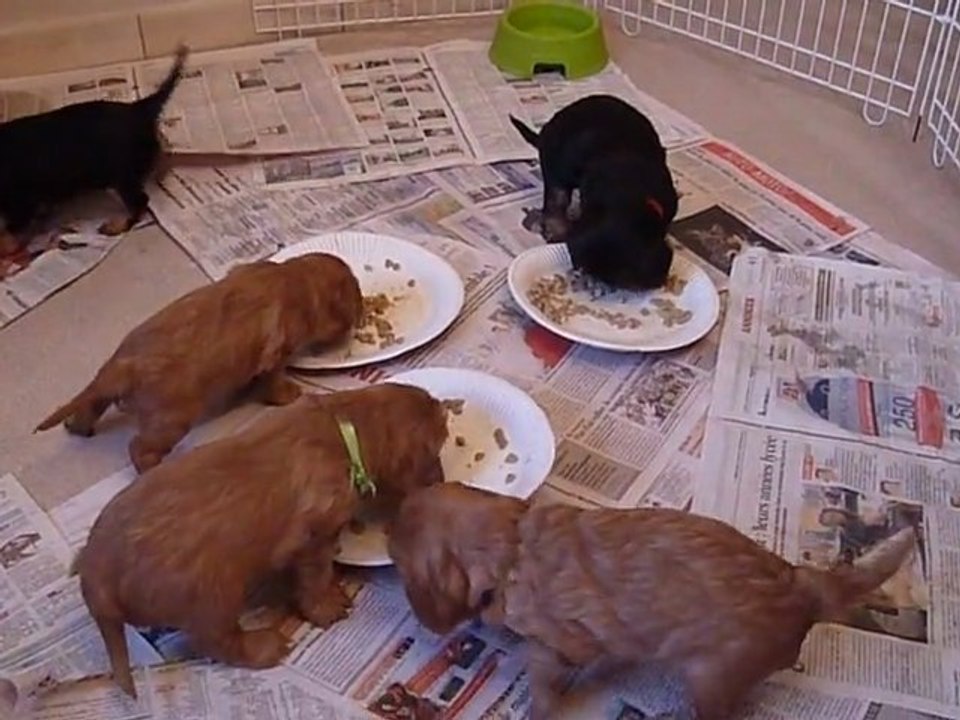 premier repas