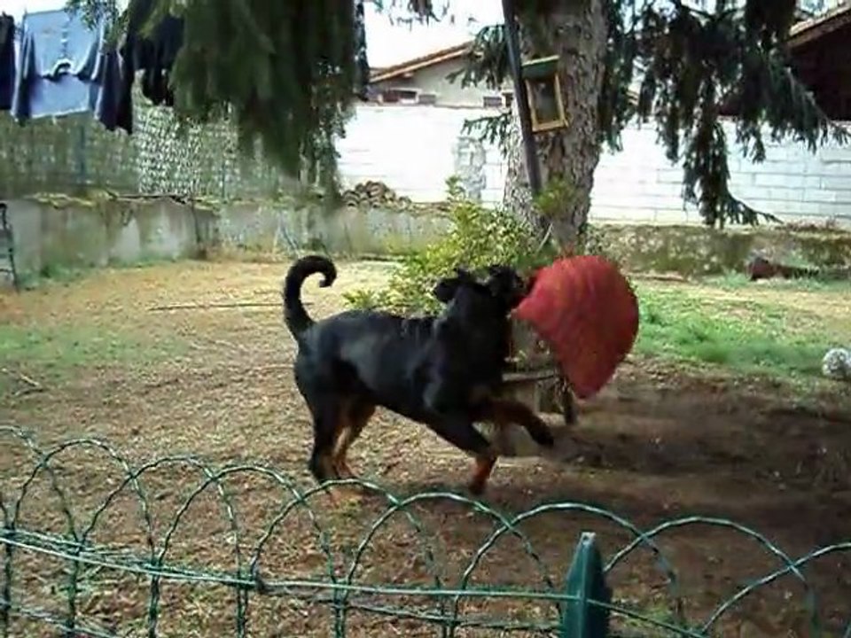 les joies d'un chiot !! 001