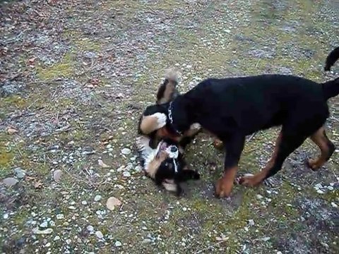 dimanche 20 fevrier st alban 016