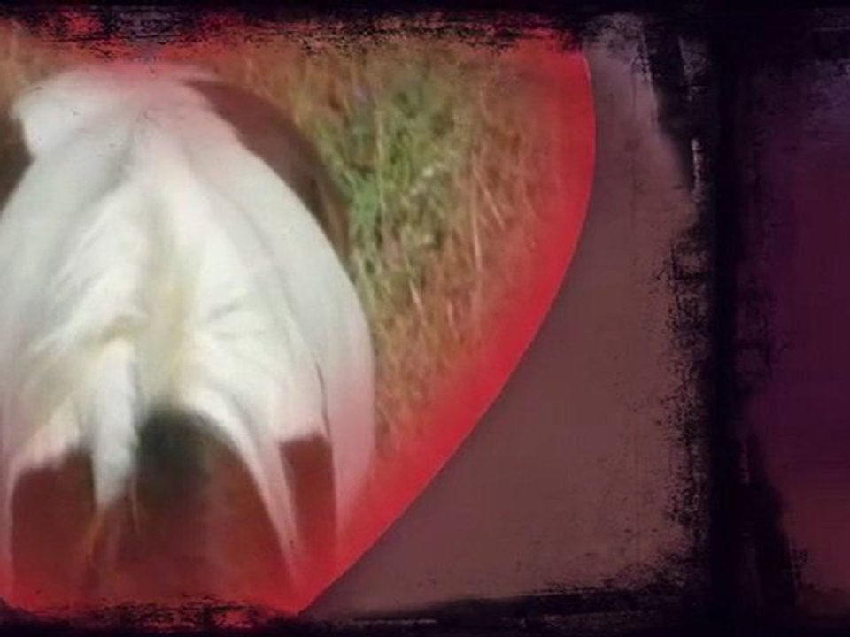 des chevaux de mon clun et des chevaux sur internet ...