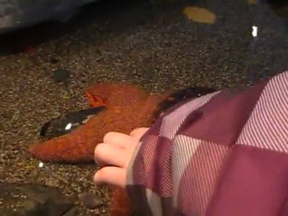 CANADA Fév. 2011 - Aquarium de Québec - Etoiles et Concombre