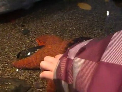 CANADA Fév. 2011 - Aquarium de Québec - Etoiles et Concombre