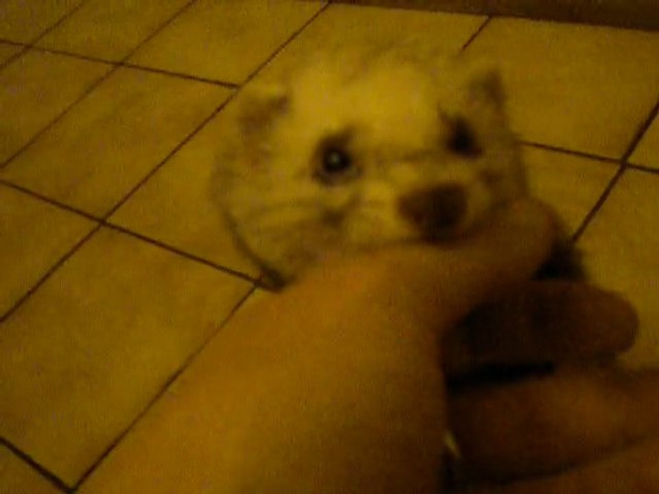 Bibop, furet à adopter