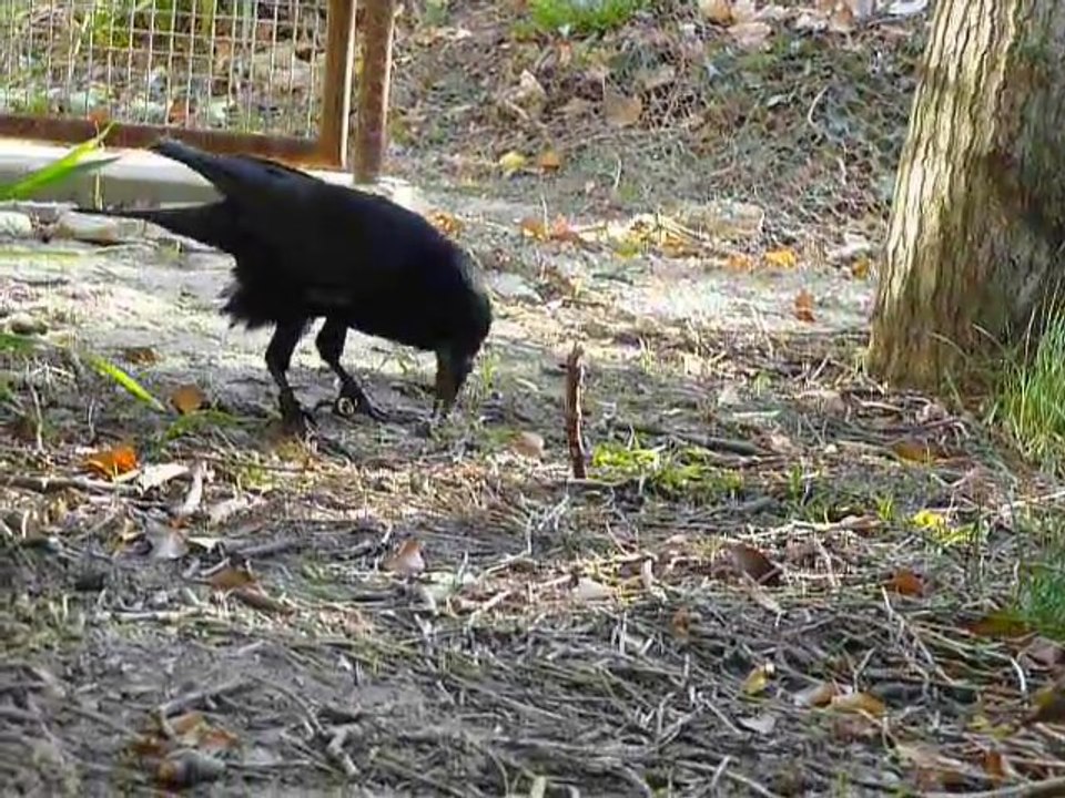 Détente dans la volière