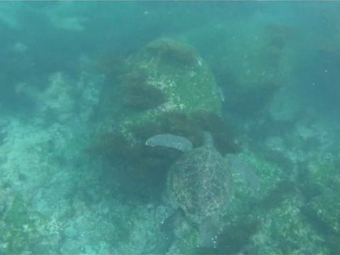 2011-01-31 - Floreana - Turtles and sea lions 1