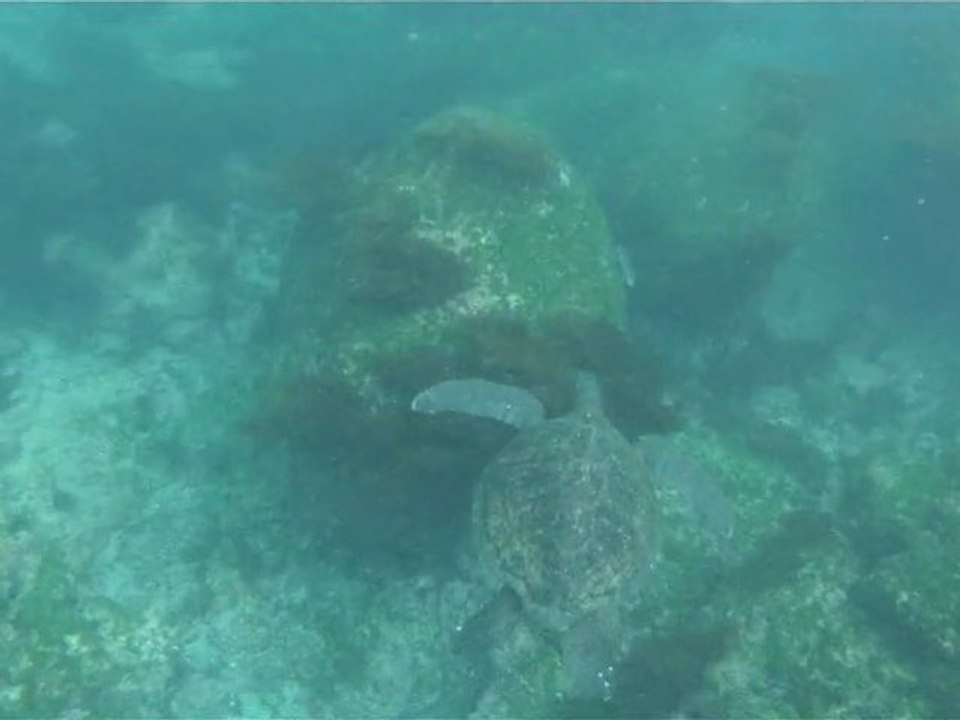 2011-01-31 - Floreana - Turtles and sea lions 1