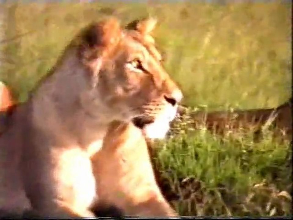 SAFARI 1 KENYA_