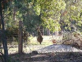 Petit kangourou essayant de rejoindre sa maman
