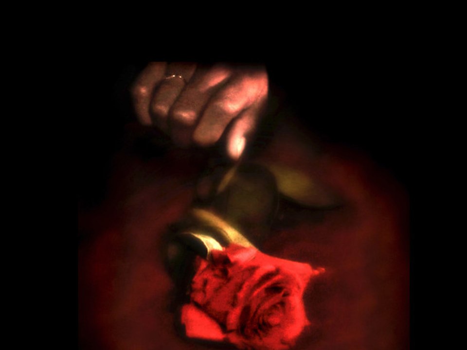 The Frozen Rose