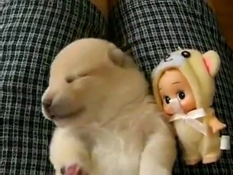 Il cagnolino parla nel sonno