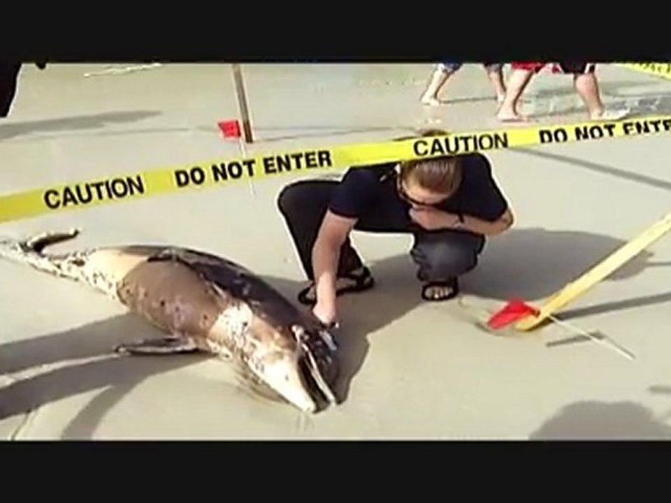 Five More Dolphins Washed Ashore Today - ORANGE BEACH