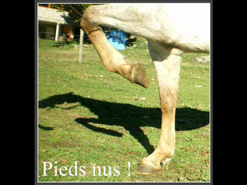 Les juments vidéo