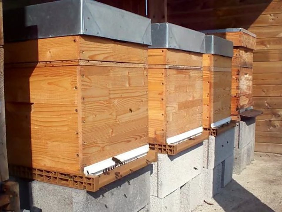 Abeilles, rentrée de pollen