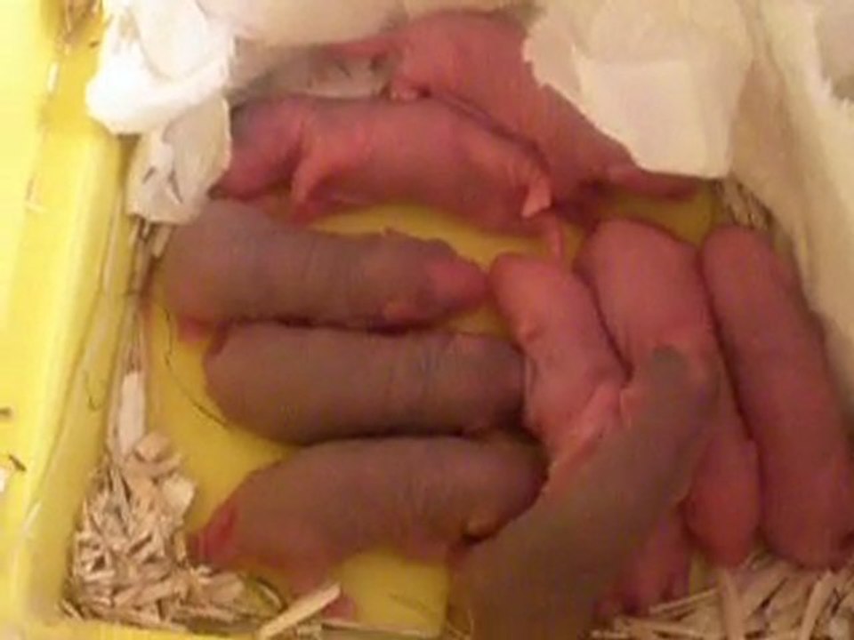 bébé rats agée de trois jours les bébé d'extasy