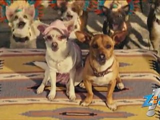 Beverly Hills Chihuahua