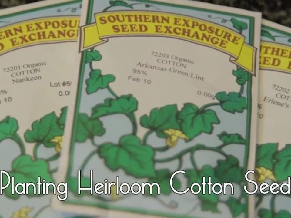 Starting Seeds Using Toilet Paper Rolls