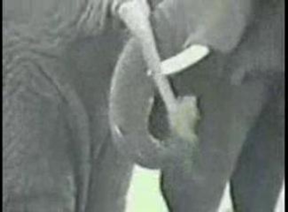 elephant