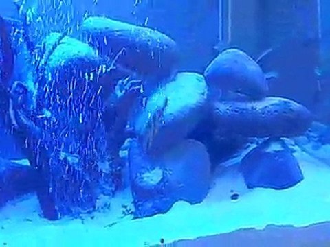 malawi tankım ve balıkları..