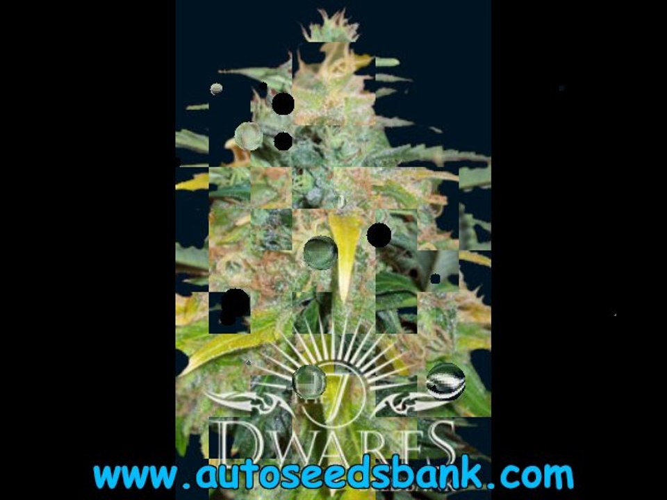 7 Strains from the 7 Dwarfs