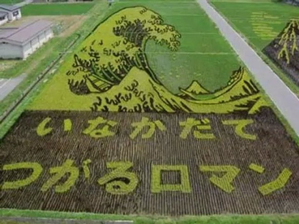 Dessins dans des champs au Japon