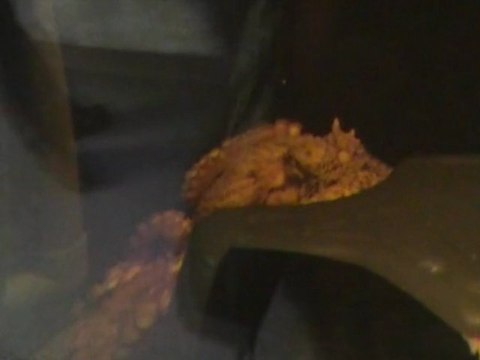 CANADA Fév. 2011 - Aquarium de Québec - Pieuvre