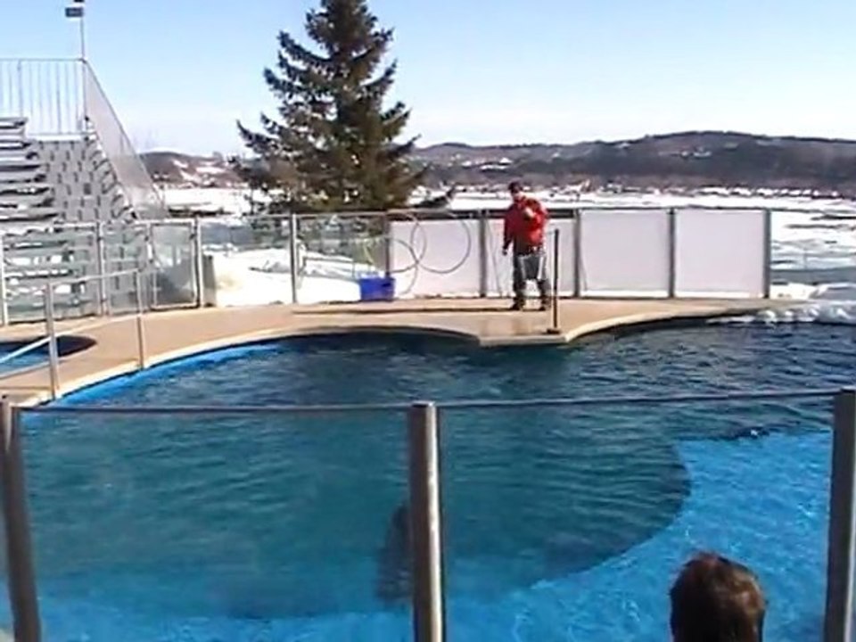 CANADA Fév. 2011 - Aquarium de Québec - Phoques (3)