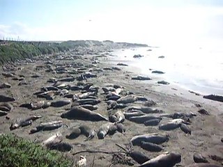 Elephants de mer Cote Ouest des USA