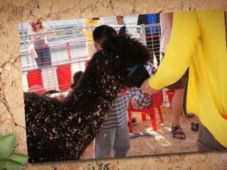 The Pony Ride Petting Zoo Video