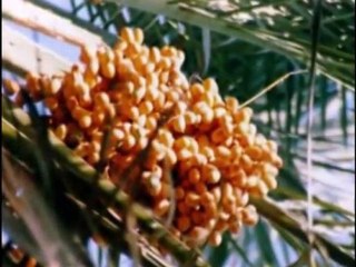 Cumali Yildiz Geleyim Medinem