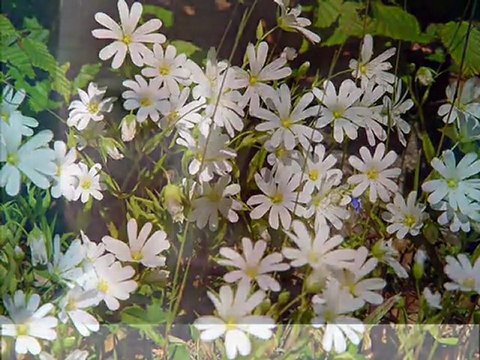 İbrahim Sadri ...Ve ben Seni çok özledim...