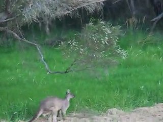 Kangourou mâle (Denmark Australie)