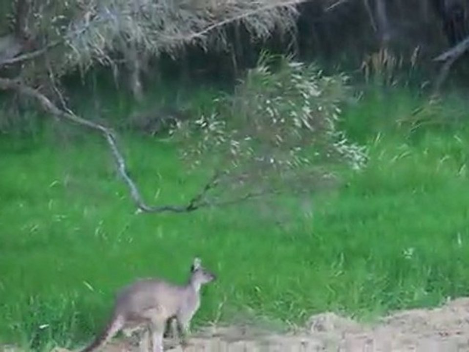 Kangourou mâle (Denmark Australie)