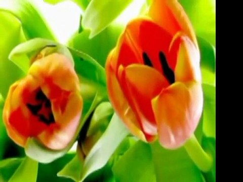 Hz.Muhammed (s.av)-Tuzlu Su, Tatlı Su