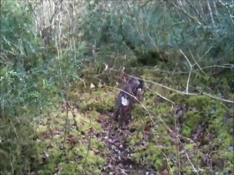 Epagneul Saint Usuge-Enox dans les buis