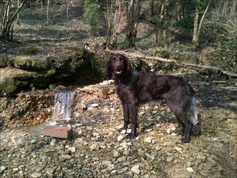 Epagneul Saint-Usuge-Enox se rafraichit