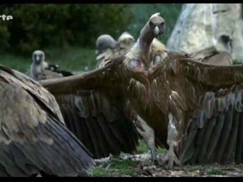 La face sauvage des Pyrénées - La saison des lumières (3 et)