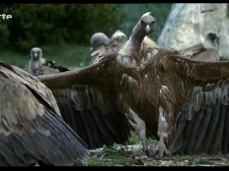 La face sauvage des Pyrénées - La saison des lumières (3 et)