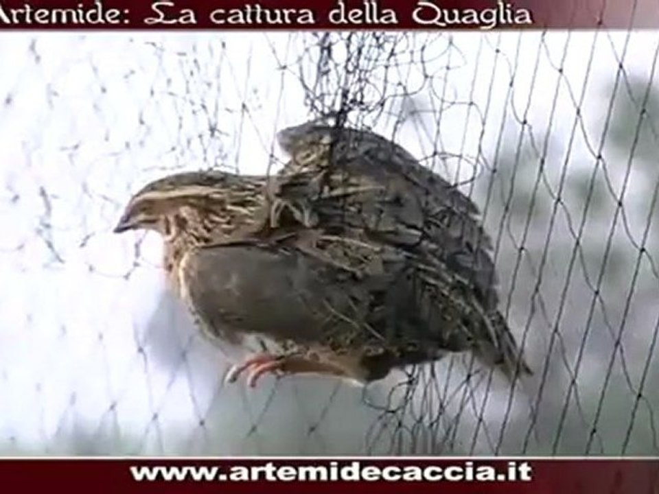 Bildircin Ag ile Tutma Italya