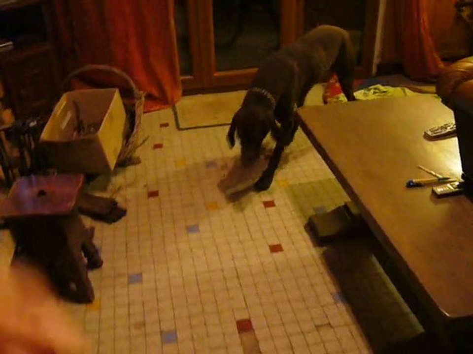 PATO ET LE CHAT 2