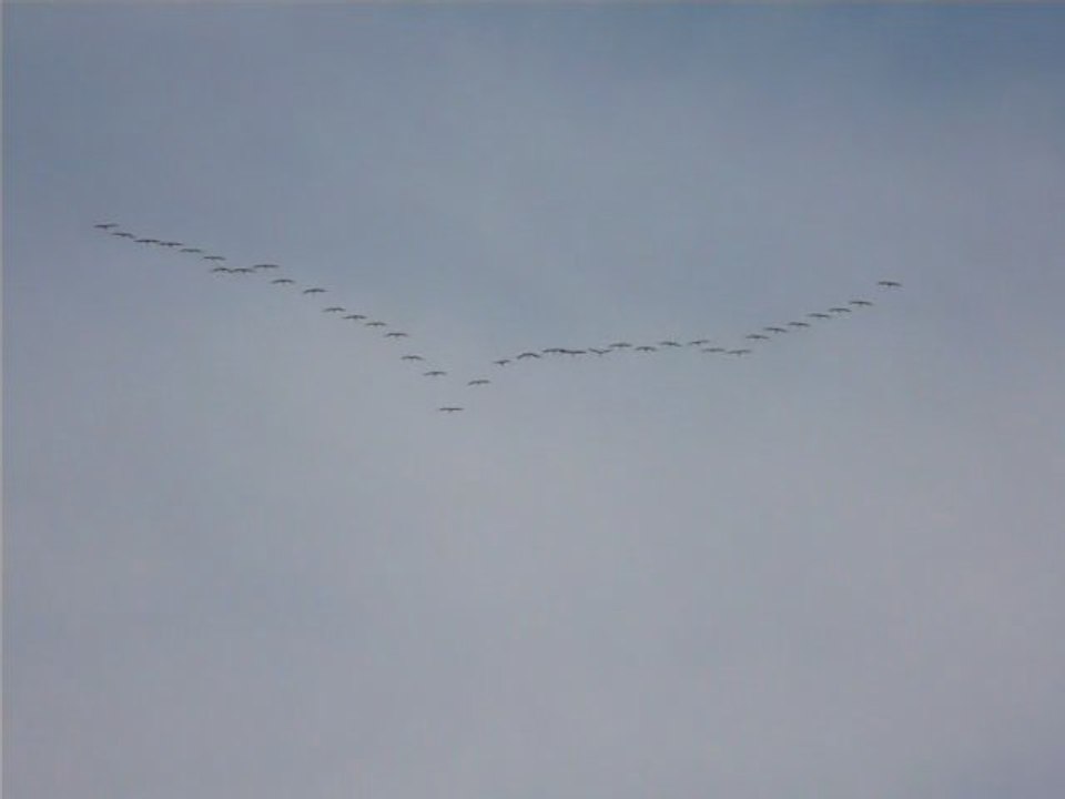 Passage de Grues cendrées , Migration de printemps 2011 (Grus grus)