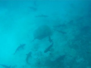 2011-01-31 - Devils Crown Sharks 1