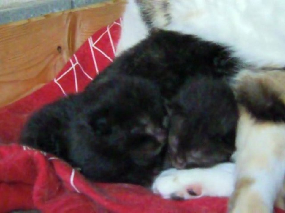 04 Mars 2011