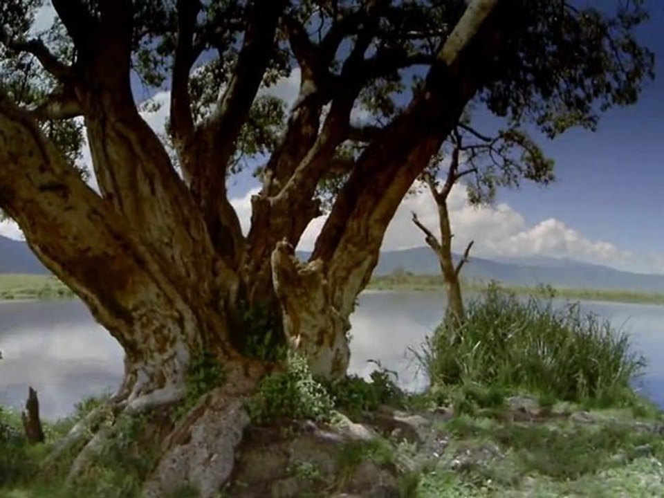 Seen on IMAX: Africa - The Serengeti [ Trailer ]